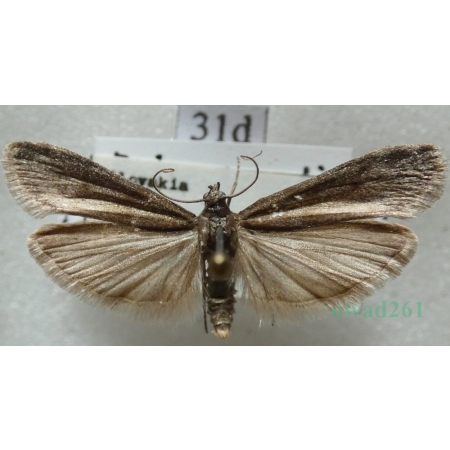 Episcythrastis tetricella (Denis & Schiffermüller, 1775) Slovakia31d